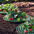 Medoore 5 Pack Strawberry Supports, Adjustable Strawberry Growing Racks Plant Climbing Rack Vine Pillar Garden Stand