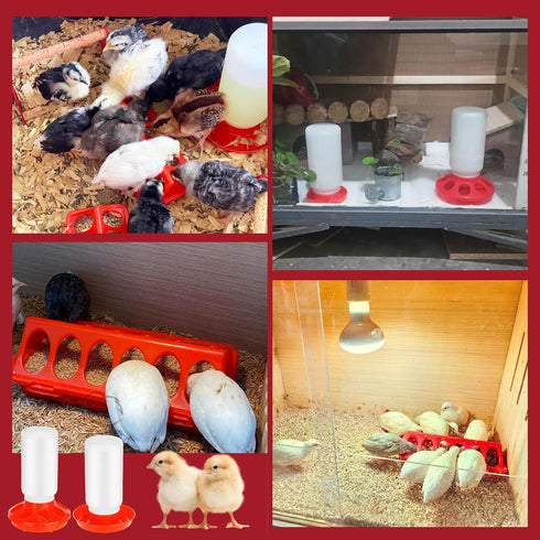5 Pack Set TINSKY Chick Feeder and Waterer Plastic Baby Chicken Brooder Starter Kit with Chick Perch for Small Poultry