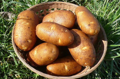 Russet Bulbs 2026-1 TomorrowSeeds - Seed Potatoes - USDA Certified for Growers Size B Non GMO Brown Burbank Idaho