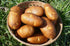 Russet Bulbs 2026-1 TomorrowSeeds - Seed Potatoes - USDA Certified for Growers Size B Non GMO Brown Burbank Idaho