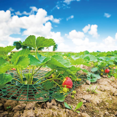 12 Pack (green-12 pack) Strawberry Supports, strawberry holder plants live for planting,Strawberry Growing