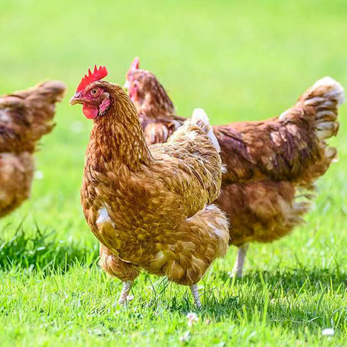 YIFULOWA 20oz Vacuum-Packed, 6 Chicken Nesting Box Herbs Natural Dried Herbs for Chicken Coop Freshness, Healthy Hens