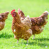 YIFULOWA 20oz Vacuum-Packed, 6 Chicken Nesting Box Herbs Natural Dried Herbs for Chicken Coop Freshness, Healthy Hens
