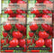 Sow Right Seeds - Large Red Cherry Tomato Seeds for Planting -
