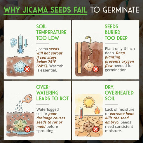 (1 Pack) Jicama Seeds for Planting Mexican Turnip (Pachyrhizus Erosus), Yam Bean Root Vegetable Drought-Tolerant