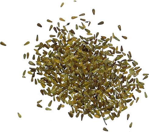 (1 Pack) Seed Needs Valerian Seeds for Planting Stink Root Plants - Non-GMO Heirloom & Untreated Perennial Medicinal