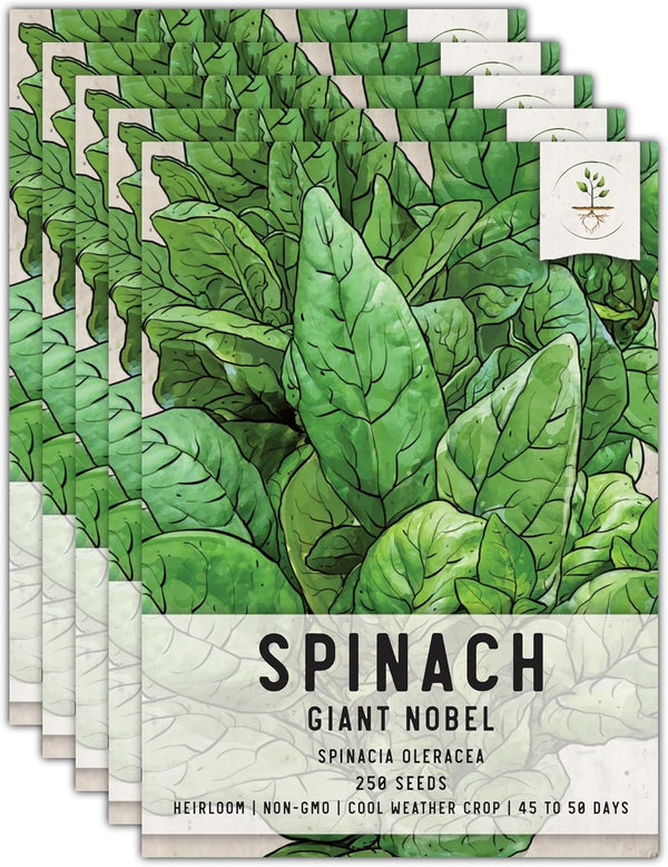 Seed Needs, Giant Noble Spinach Seeds - 250 Heirloom Seeds for Planting