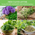 Pack 10 Set Indoor Herb Seeds Variety | Herbs for Planting Basil, Mint, Parsley, Cilantro, Thyme, Dill, Chives