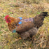 HOUGXD Chicken Saddles for Hens with Detachable Wings, Adjustable Hen Apron Back Protector for Feather Recovery
