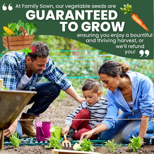 3,750 2026 5 Tendersweet Carrot Premium Seeds for Planting Smooth, Sweet, Coreless Roots for the Season Gram Pouch