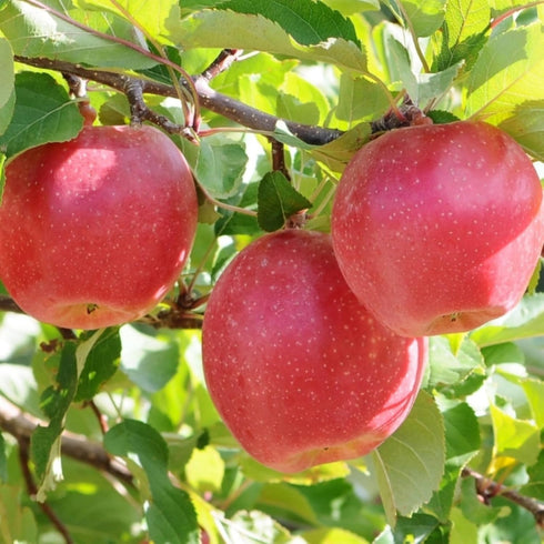 40PCS 10PCS 10 Mixed Fruit Seeds for Planting - Lemon Orange Apple Passion Fruit Blueberry PCS Cherry - Non GMO Fresh