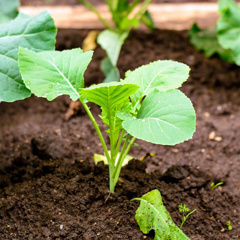 5 Packs (2,500 Seed Needs Kohlrabi Seeds for Planting Purple Vienna Kohlrabi Crops - Non-GMO Heirloom & Untreated