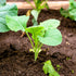 5 Packs (2,500 Seed Needs Kohlrabi Seeds for Planting Purple Vienna Kohlrabi Crops - Non-GMO Heirloom & Untreated