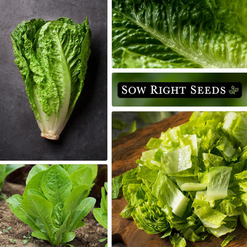 Packet (1) Sow Right Seeds - Jericho Lettuce Seeds for Planting - Non-GMO Heirloom with Instructions to Plant a Home