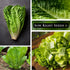Packet (3) Sow Right Seeds - Jericho Lettuce Seeds for Planting - Non-GMO Heirloom with Instructions to Plant a Home