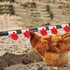8 Pack Set 1/2'' Dreyoo Automatic Chicken Waterer, Complete with PVC Tee Fittings, Float Valve Controlled Automatic
