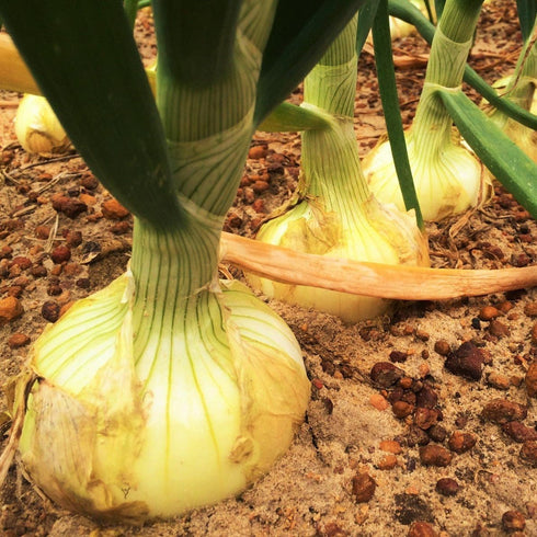 TomorrowSeeds - Vidalia Onion (Yellow Granex) Seeds - 200+ Count - for