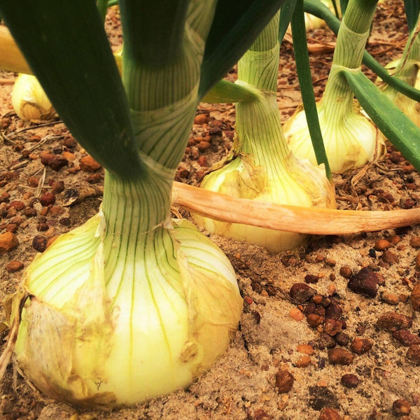 TomorrowSeeds - Vidalia Onion (Yellow Granex) Seeds - 200+ Count - for