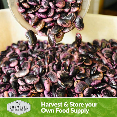 2 Packets Survival Garden Seeds Scarlet Emperor Runner Bean Seeds for Planting - with Instructions to Plant & Grow Red
