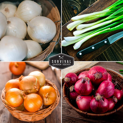 4 Packs Onion Seeds Variety Collection Bunching, Red Burgundy, White Grano & Walla Walla Sweet Onions for Planting a