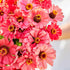 1 oz 3, 4, 5, 6, 7, 8, 9, 10 Eden Brothers Zinnia Seeds - Salmon Queen, Non-GMO Seeds for Planting, | Low-Maintenance