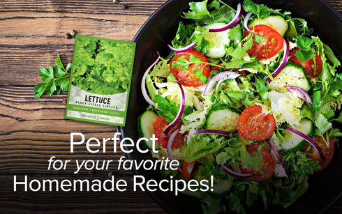 2 Summer, Gardeners Basics, Green Leaf Lettuce Seeds for Planting - (Black Seeded Simpson Variety) Heirloom, Non-GMO