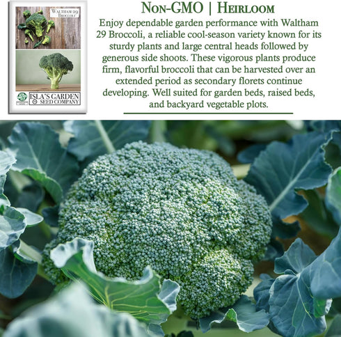 29 300+ Waltham Broccoli Seeds (Brassica oleracea) Heirloom Non-GMO Seeds by Islas Garden Seeds, Classic Cool-Season