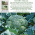 29 300+ Waltham Broccoli Seeds (Brassica oleracea) Heirloom Non-GMO Seeds by Islas Garden Seeds, Classic Cool-Season
