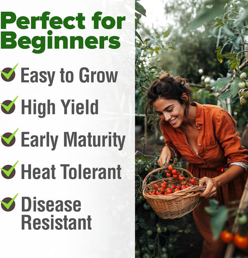 2 Pack Approx.1000 HOME GROWN Large Red Cherry Tomato Seeds (Solanum lycopersicum) - Non-GMO Heirloom Tomato Seeds