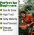 2 Pack Approx.1000 HOME GROWN Large Red Cherry Tomato Seeds (Solanum lycopersicum) - Non-GMO Heirloom Tomato Seeds