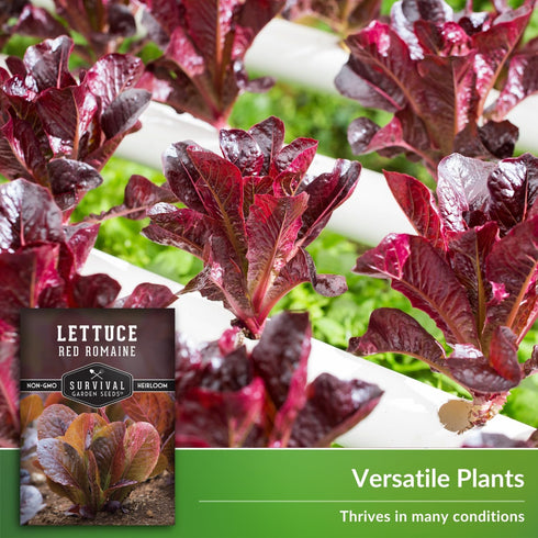 (1 Pack) Red Romaine Lettuce Seeds for Planting - Crisp Red Leaf Romaine Lettuce Seeds for Garden Growing, High Yield