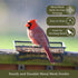 Wildlife and Bird Feeder, Deck and Ground Tray Feeder for Birds, Squirrels, Chipmunks, and Rabbits