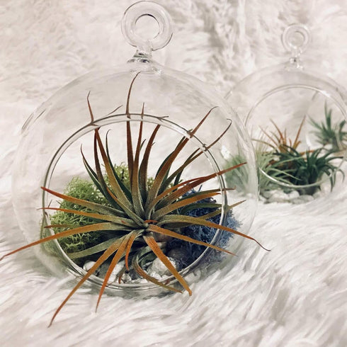 WGV Clear Glass Hanging Terrarium Globe, 7" Width, 8" Height, DIY Air Succulent Planter, 1 Piece