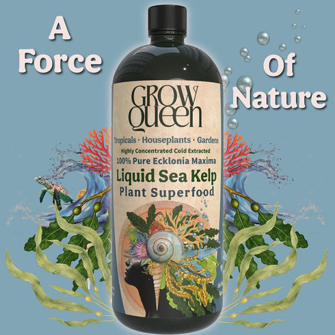 8oz 55 Organic Liquid Kelp & Seaweed Extract Prop Drop (Ecklonia Maxima) Root + Plant Growth Hormone & Root Plant Food