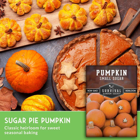 (5 Packs) Small Sugar Pumpkin Seeds for Planting Heirloom Sugar Pie Pumpkins, Sweet Baking Variety for Home Gardens