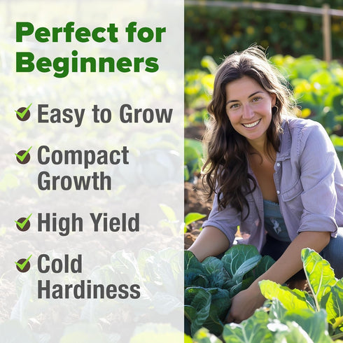 600+ HOME GROWN Vates Collard Green Seeds Heirloom Non-GMO Seeds for Planting, High Germination, Bolt Resistant Dark