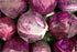 Axel's Garden Seeds Packets 5 Packets Cabbage Seeds for Planting - Plant & Grow Red Acre Cabbage in Your Home Outdoor
