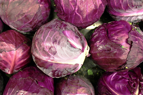 Axel's Garden Seeds Packets 1 Packet Cabbage Seeds for Planting - Plant & Grow Red Acre Cabbage in Your Home Outdoor