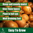135-Day Bulbs, Pack 200 Park Seed Candy Hybrid Onion Seeds Day-Neutral Yellow Variety, Early and Flavorful Maturity