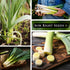 Packet (2) Sow Right Seeds - Giant Leek Seeds for Planting - Non-GMO Heirloom with Instructions to Plant and Grow an