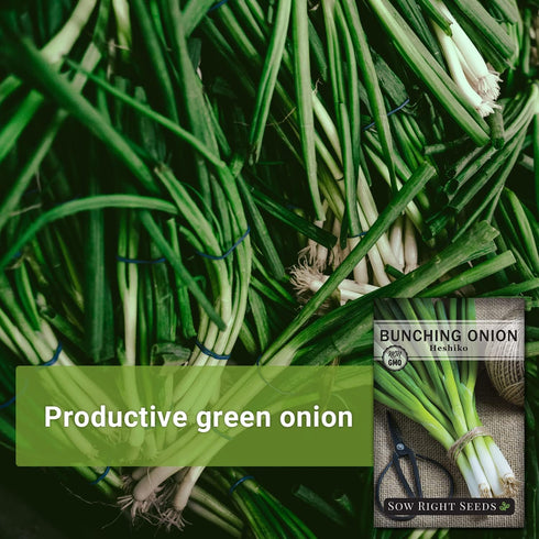 (2) Sow Right Seeds - Heshiko Japanese Bunching Green Onion Seeds for Planting - Non-GMO Heirloom - Instructions