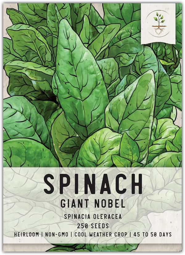 Seed Needs, Giant Noble Spinach Seeds - 250 Heirloom Seeds for Planting