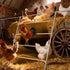 ANNDING 55 Inch Large Chicken Roosting Bars, Chicken Perch for Coop with Metal Frame, Sturdy Roosting Ladder for Hens