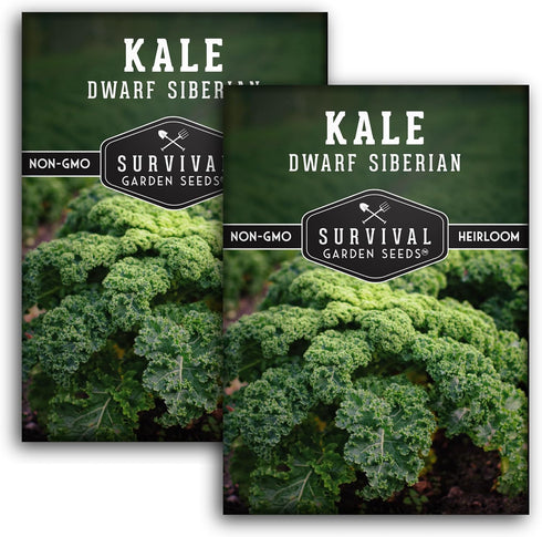 Dwarf Siberian Kale Seeds for Planting Heirloom Baby Kale Cold Hardy, Heat