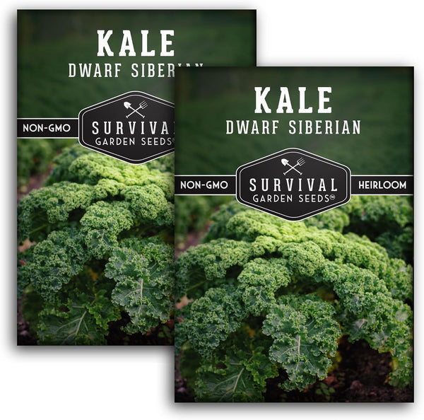 Dwarf Siberian Kale Seeds for Planting Heirloom Baby Kale Cold Hardy, Heat