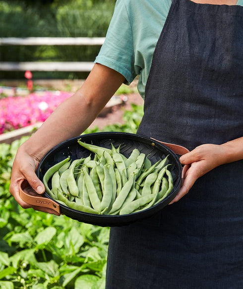2 Burpee Early Italian Bush Bean Seeds ounces of seed