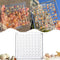 Acrylic Magnetic Seashell Display Box, Decorative Storage Case for Seashells, Trinkets, and Small Craft Organizers