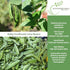 25 Baby Fordhook Lima Bean Seeds (Bush Lima, Phaseolus lunatus) Non GMO Heirloom Seeds by Islas Garden Seeds, Tender