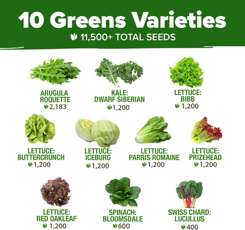 11,500+ 10 HOME GROWN Heirloom Lettuce Seeds - Varieties Including Romaine, Buttercrunch, Iceberg, Kale & Spinach
