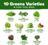 11,500+ 10 HOME GROWN Heirloom Lettuce Seeds - Varieties Including Romaine, Buttercrunch, Iceberg, Kale & Spinach